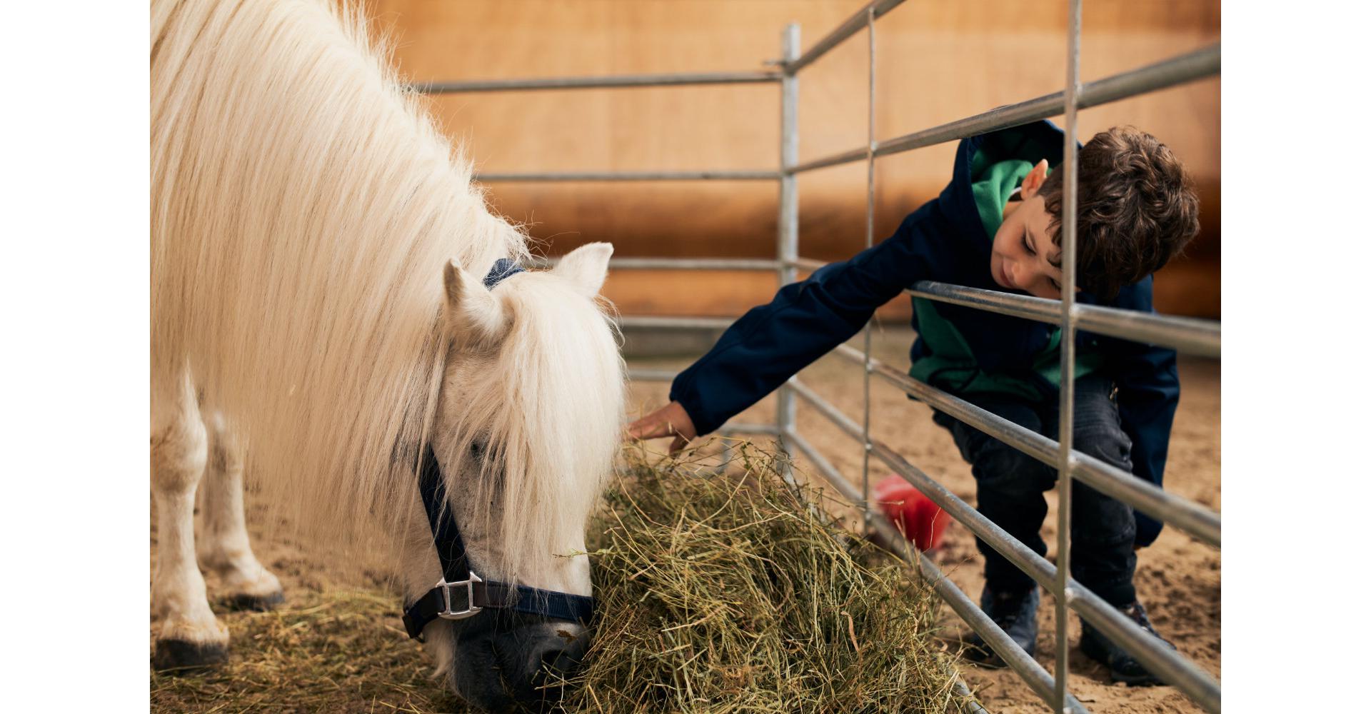 Kind streichelt ein Pferd