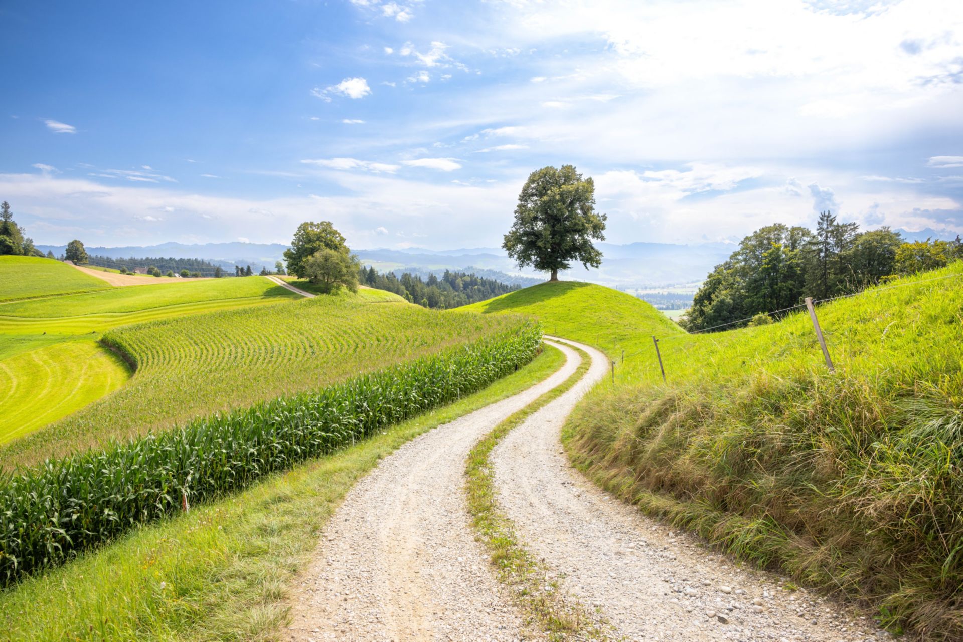 Diesjähriger Geschäftsbericht