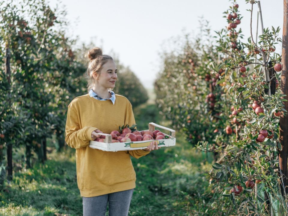 Natur, Land, Frische, Ernte, ernten, Essen, NRW, Deutschland, Landwirtschaft, w22