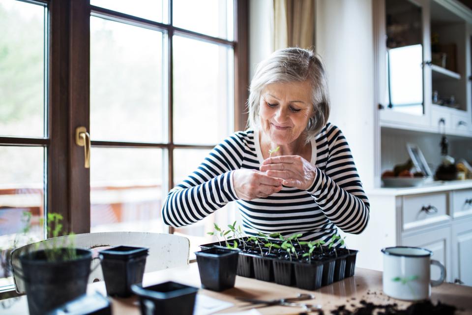 Une femme soigne des plants sur la table de la cuisine 