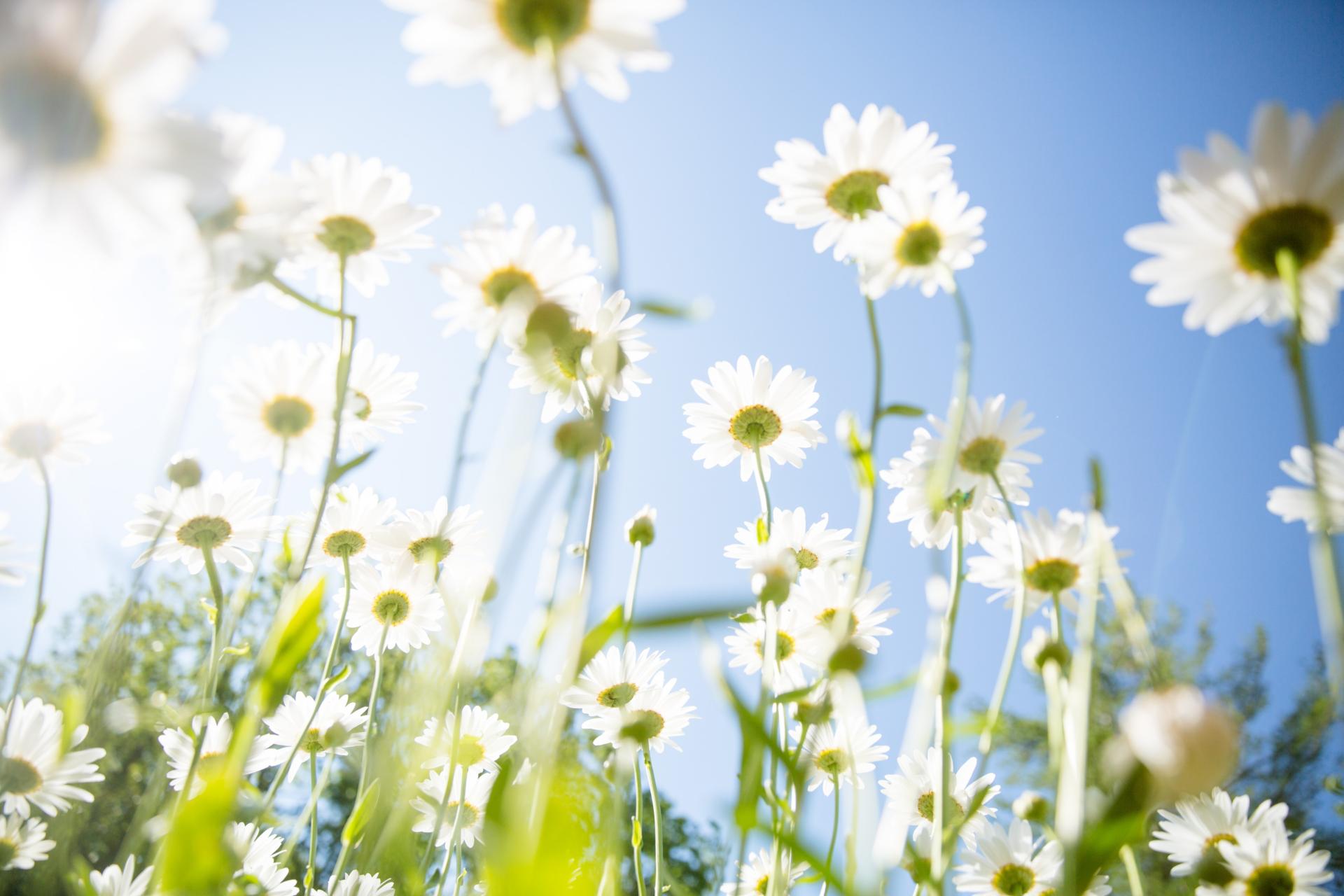 Blumenwiese