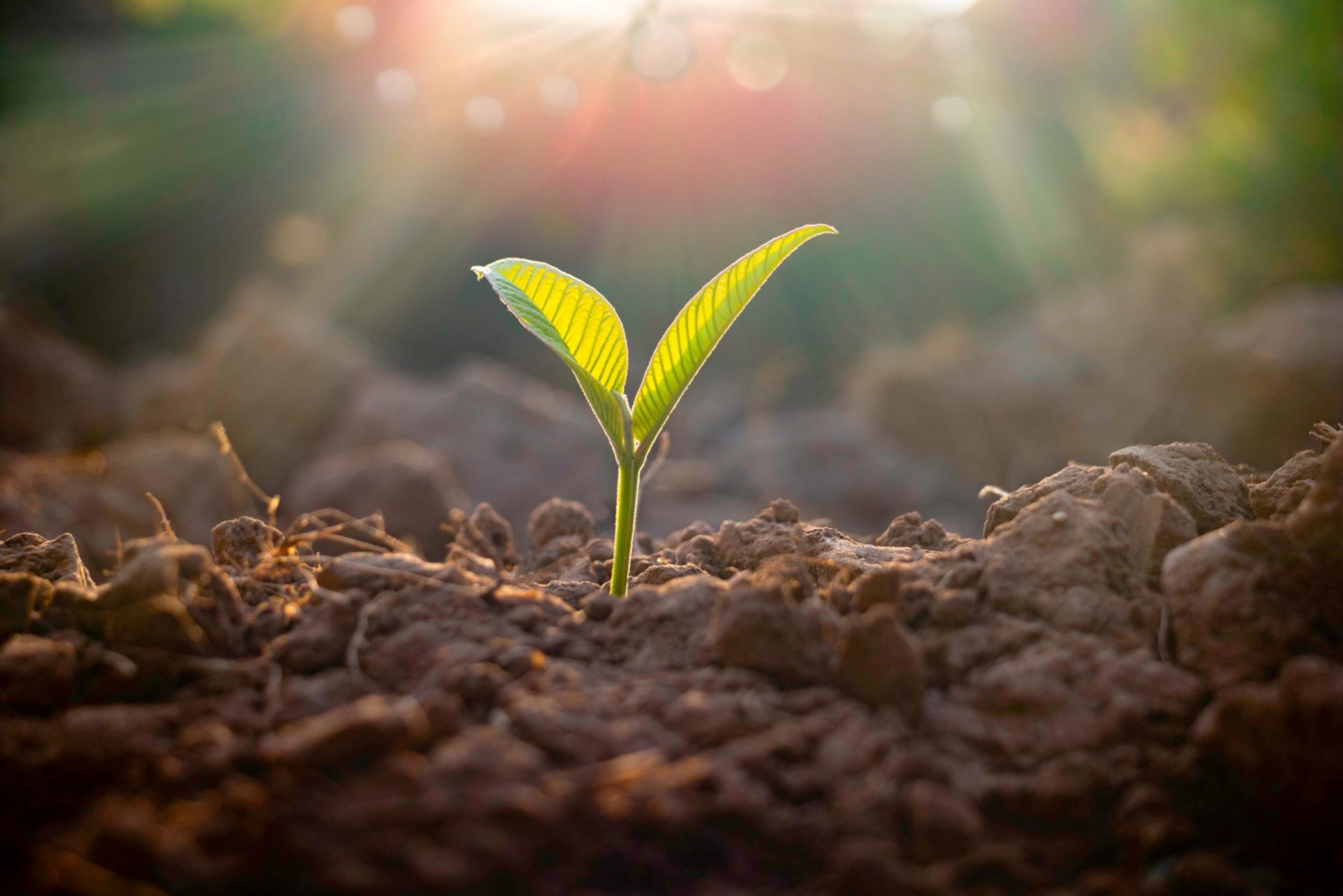 Kleine Pflanze in der Erde