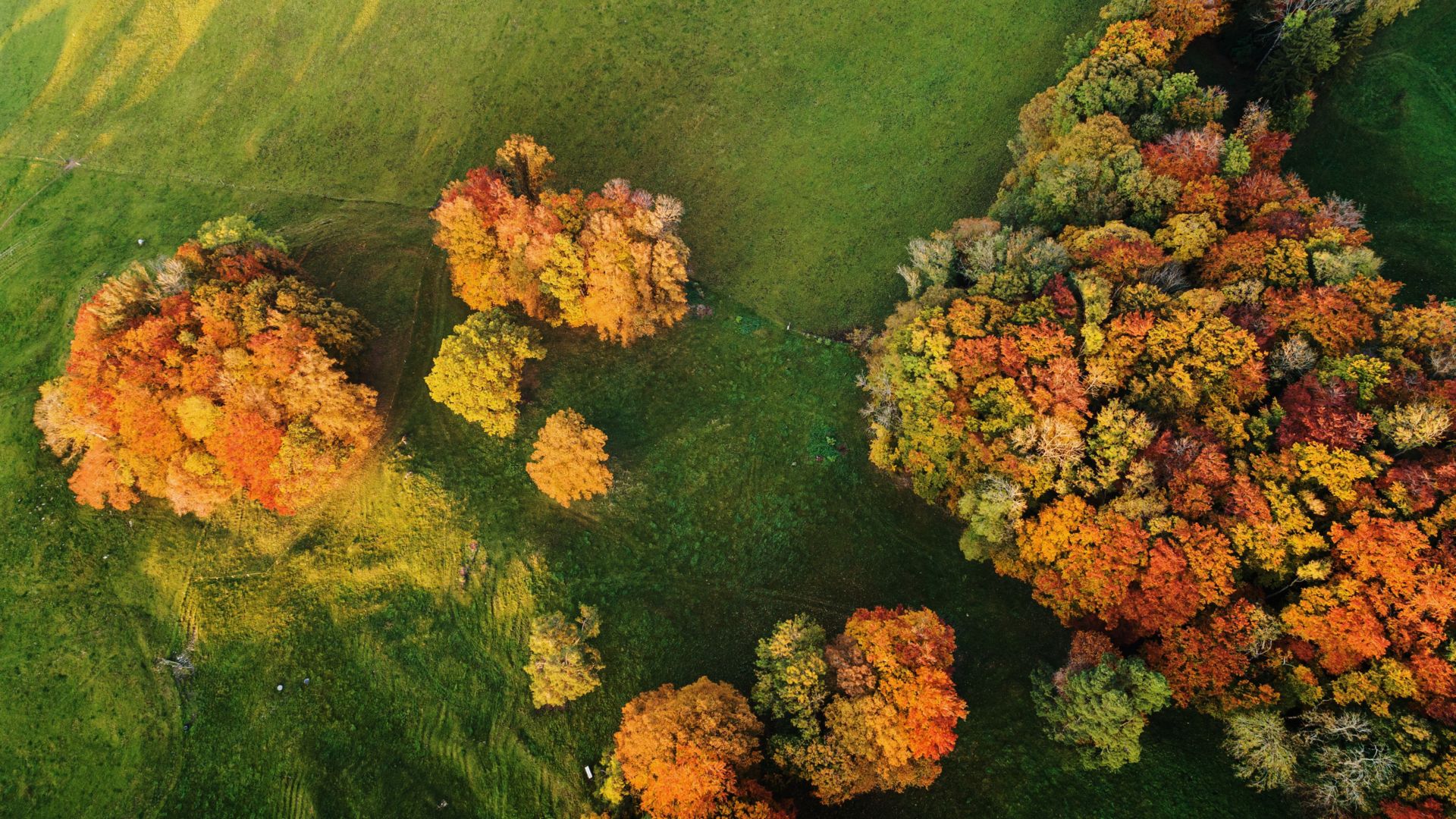 Wald von oben