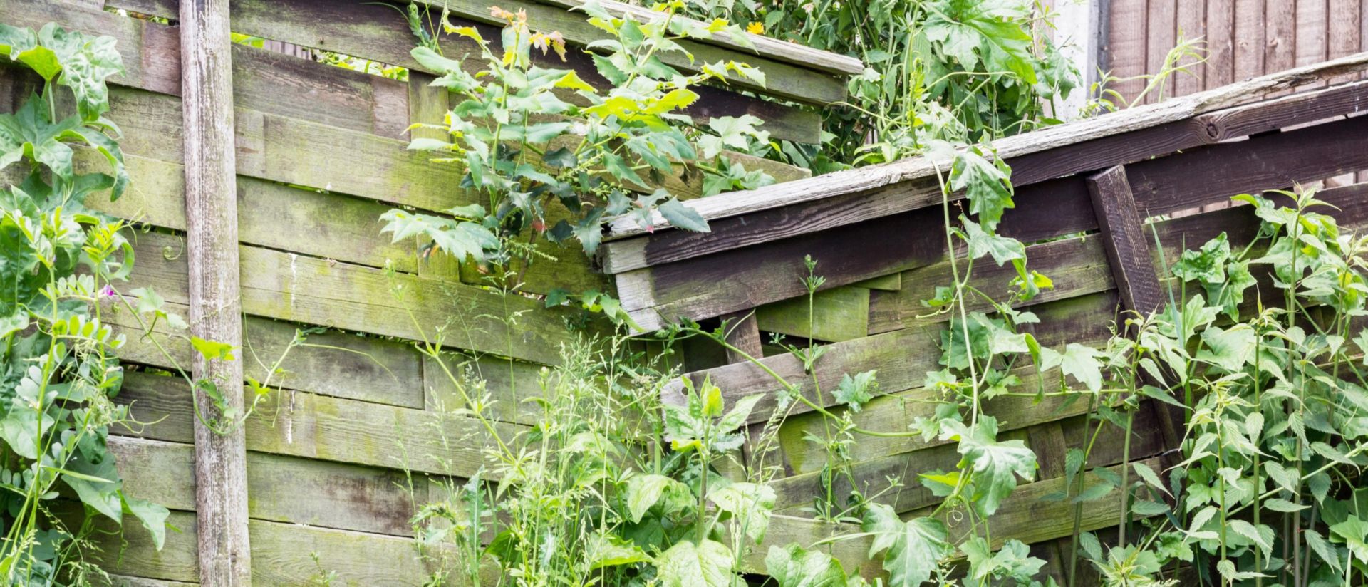 Si des branches ou des buissons du jardin voisin s'étendent sur votre terrain, vous disposez, dans certains cas, d'un droit d'ébrancher.