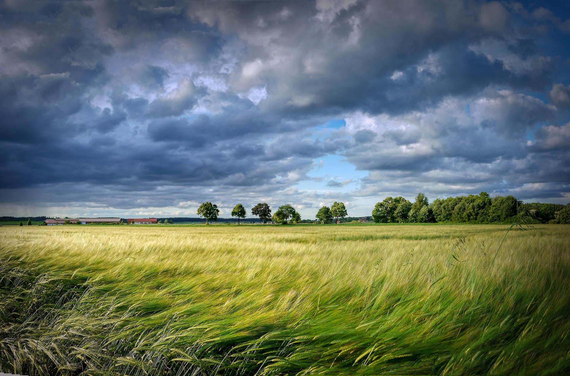 Feld im Wind