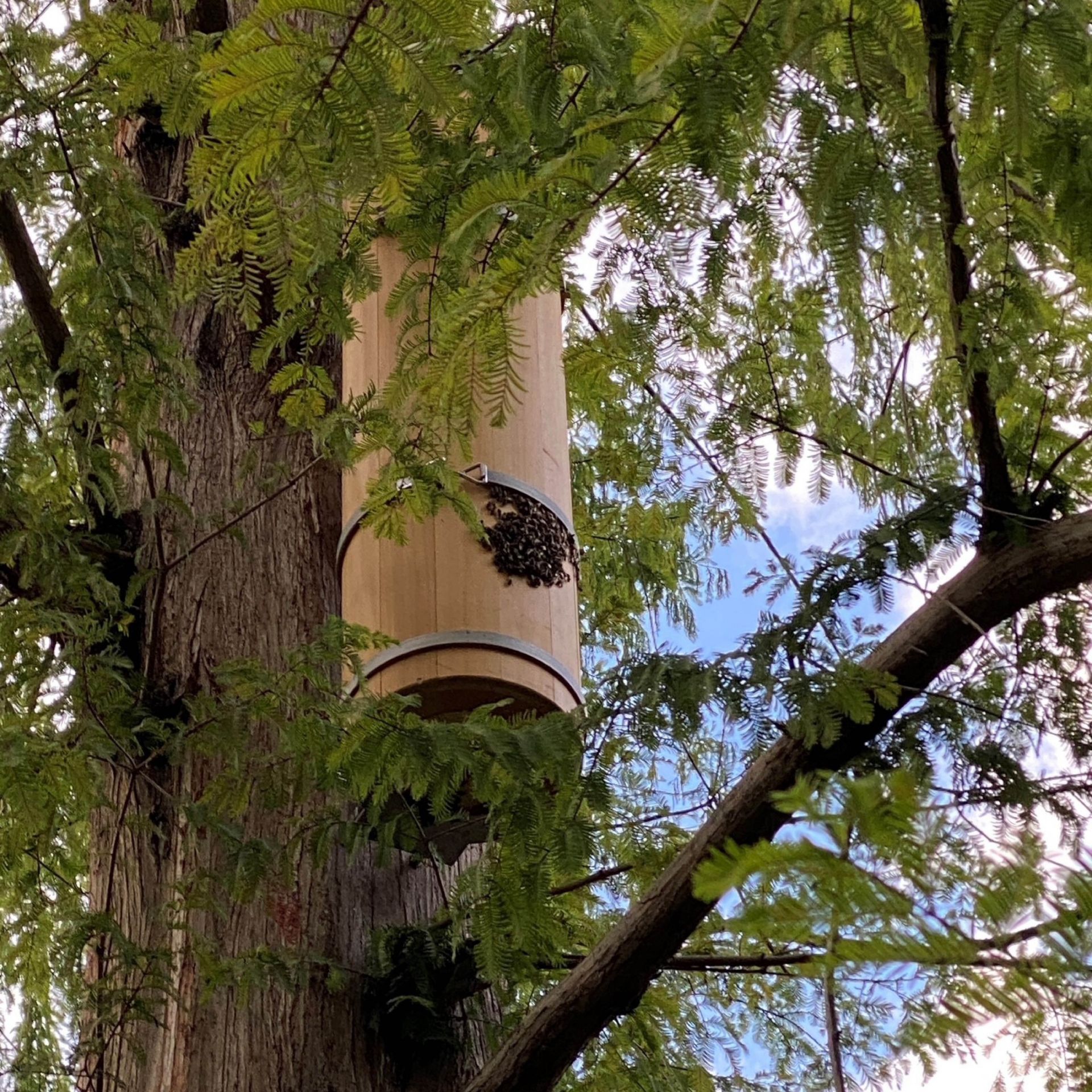 Entdeckungspfad Baumhöhlen